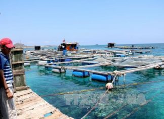 Giải pháp nào để xây dựng ngành thủy sản Việt Nam phát triển bền vững?